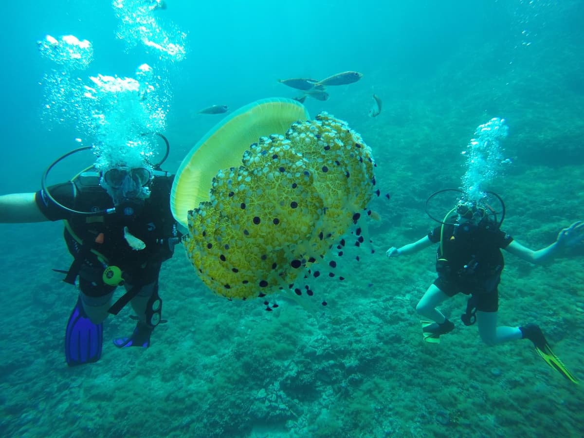 More Sub Makarska — scuba diving in the Adriatic Sea
